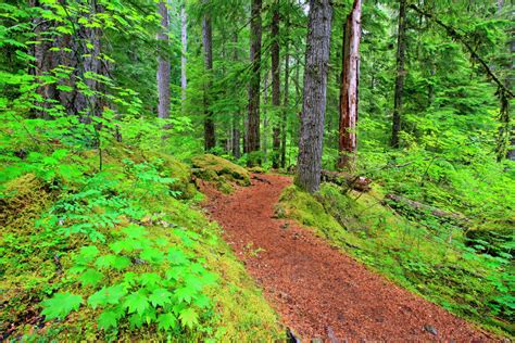 Trail To Proxy Falls In Willamette National Forest Oregon United