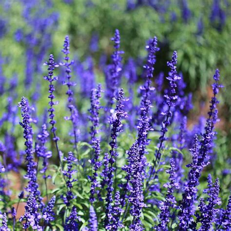 Salvia Farinacea Drought Tolerant Blue Sage Wildflower Seeds