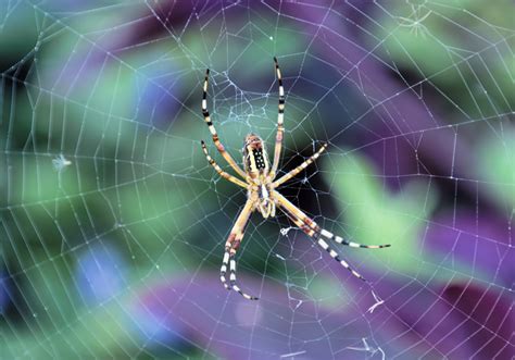 Top Spider Biologists Research Under Fire The Scientist Magazine