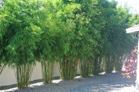 Landscaping Your Yard With Clumping Bamboo Bamboo Landscape Privacy