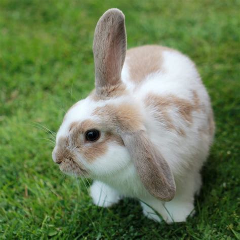What To Know About Rabbit Hemorrhagic Disease Virus Rhdv Lone