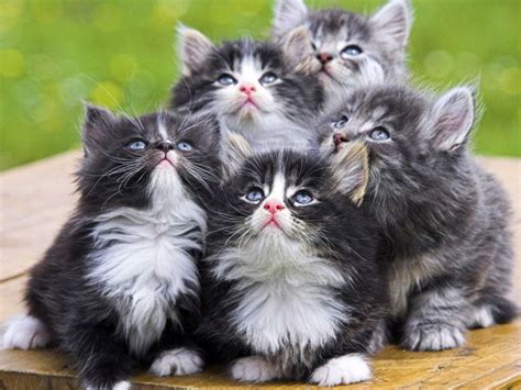 Kittens Kitten Cat Cats Baby Cute S Wallpaper 1600x1200 708230