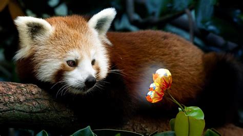 Red Panda Firefox Hd Wallpaper Wallpaperfx