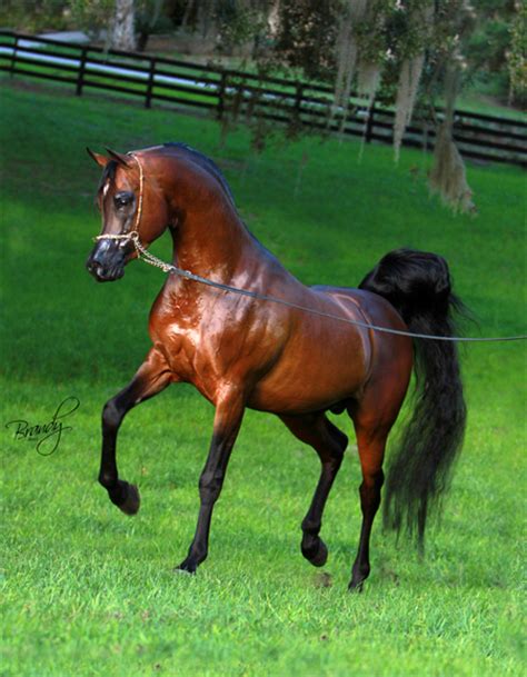 Your arabian horse stock images are ready. Shaddofax « ArabianCentric.com