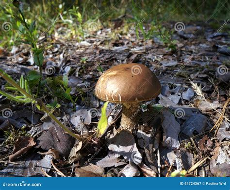 Birch Bolete Edible Mushroom Stock Image Image Of Scabrum Birch