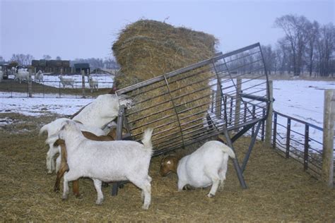 Goat Feeder The Hay Manager