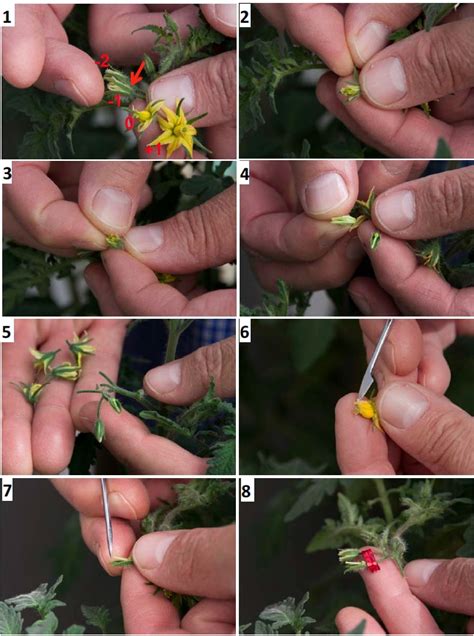 guidelines for emasculating and pollinating tomato flowers tgrc