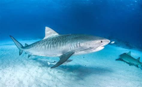 Tiger‌ ‌shark‌ Facts And Information Guide American Oceans