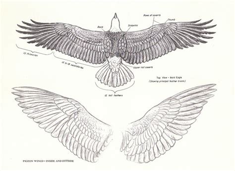 Eagle Wings Drawing Pics Drawing Skill