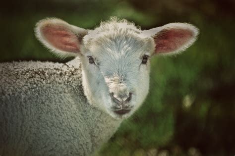 6000 Free Sheep And Lamb Photos Pixabay