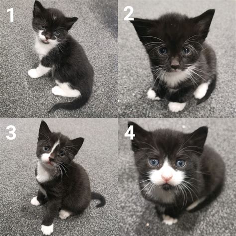 Black And White Kittens For Sale In Handsworth West Midlands Gumtree