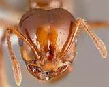 Pictures Of Queen Fire Ants Images