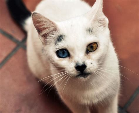 Cats With Heterochromia Iridum 60 Pics
