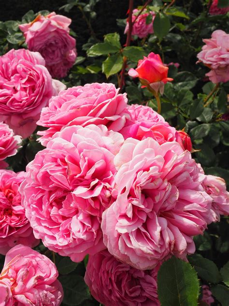 Our roses are bred for not only fragrance, but disease resistance, repeat bloom, grace, and charm. David Austin Rose Garden: English Rose Perfume Perfection ...