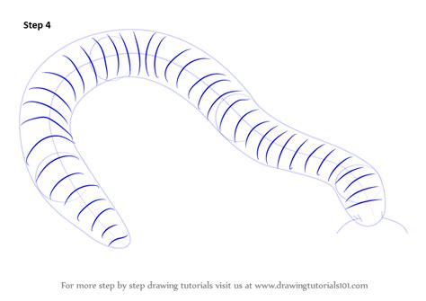 Learn How To Draw A Millipede Worms Step By Step