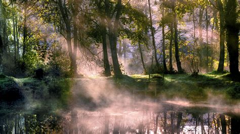 Beautiful Forest With Fog Reflection On Lake During Morning Time 4k Hd