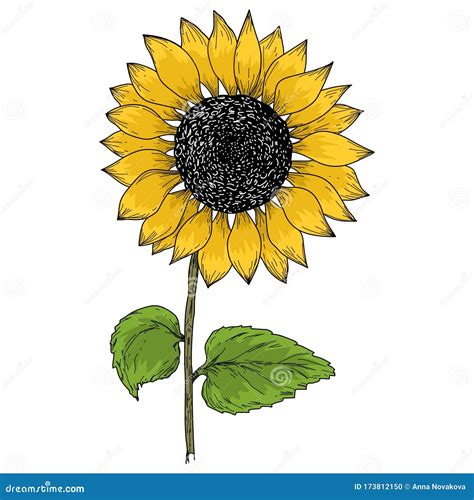 Sunflower Vintage Illustration Sunflower Isolated Vector