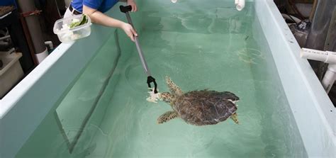 Oscar The Little Turtle That Could · Tennessee Aquarium