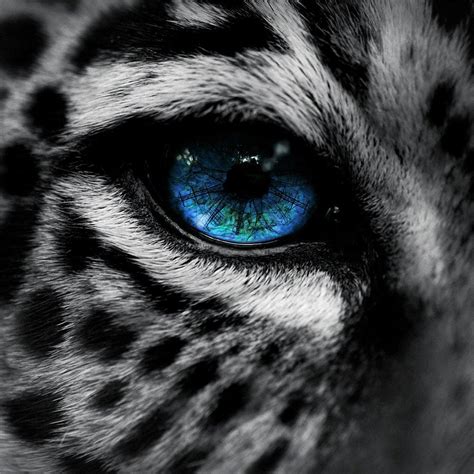 Blue Eye Snow Leopard Leopard Eyes Eyes Wallpaper Leopard Wallpaper