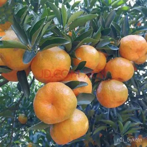 Citrus Tree Seedlings Grafted Bear Fruit In Current Year Ponkan Orange