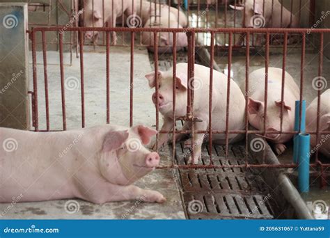 The Happy Fattening Pig In Big Commercial Swine Farm Stock Image