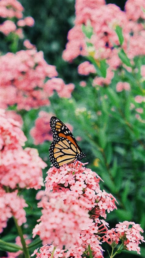 Monarch Butterflies On Flowers Wallpaper