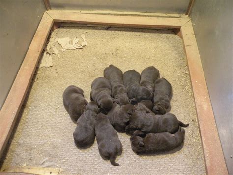 Dude my dog so feels your lab's pain. Puppy pile of newborn chocolate labs from Heather Hollow ...