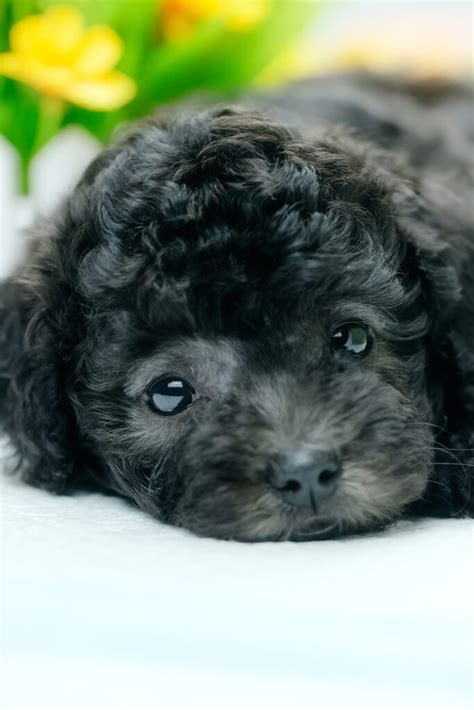 Poodle Puppies 20 Perfect Pups Talk To Dogs