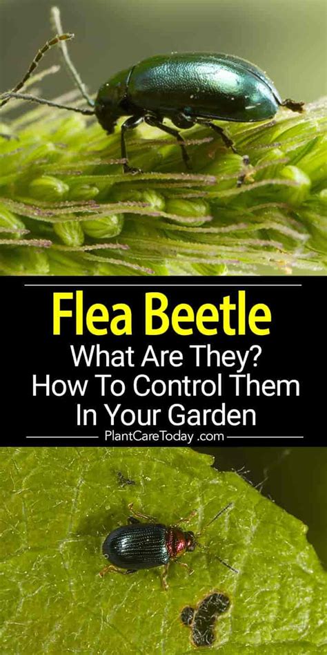 What Is A Flea Beetle And How To Control Them In The Garden