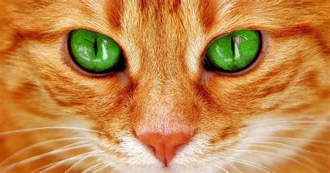 9 Best Cats With Green Eyes World Cat Finder