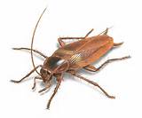 Images of Arizona Cockroach Control