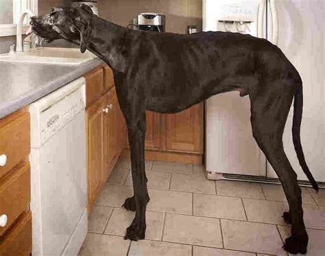 The Tallest Dog Breeds In The World Which Is Top