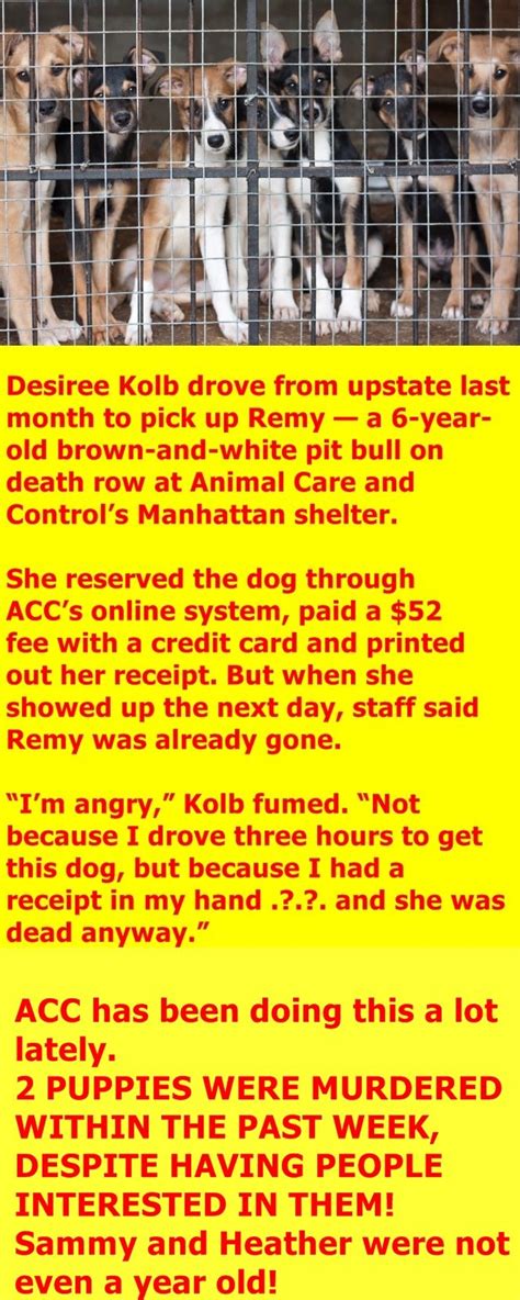 This is a kill shelter, you are here to save a life, this isn't a boutique. Pin by Malinda Cagle on NEW YORK KILLERS SHUT THEM DOWN ...