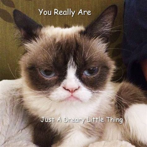 99 Best Images About Grumpy Cat Meme By Gary On Pinterest Thoughts