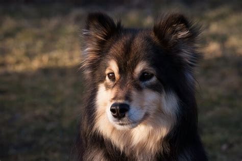 Finnish Lapphund Facts And Beyond Biology Dictionary