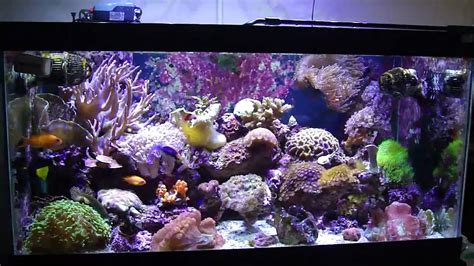 50 Gallon Reef Tank Youtube