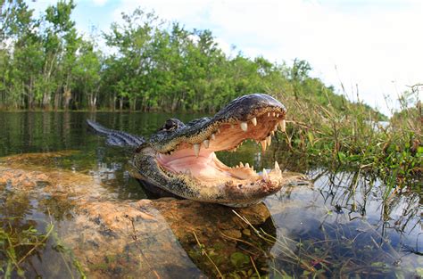 Enormous 13 Foot 920 Pound Alligator Caught In Central Florida