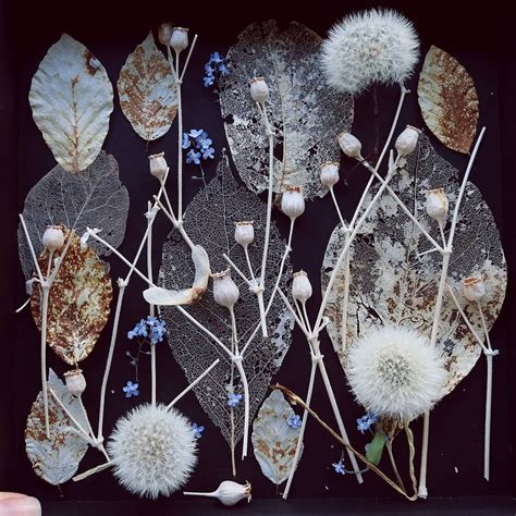 Dry Foraged Flowers Dry Dandelions Dry Seedpods Floral Craft