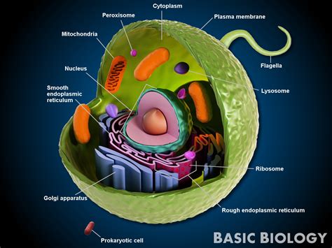 Animal Cells Basic Biology