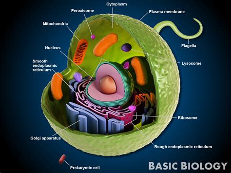 Animal Cells | Basic Biology
