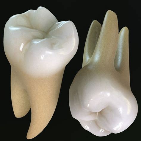 Teeth Molars 3d Max Human Teeth Teeth Cosmetic Teeth