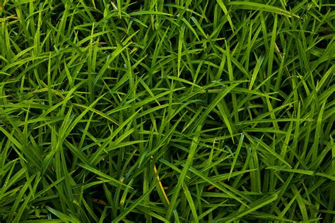 Free Download Grass Texture 3840x2560 For Your Desktop Mobile And Tablet Explore 47 Textured