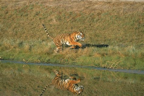 Bengal Tiger Panthera Tigris Tigris Adult Running Near Water Hole