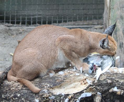 Caracal With Prey Zoochat