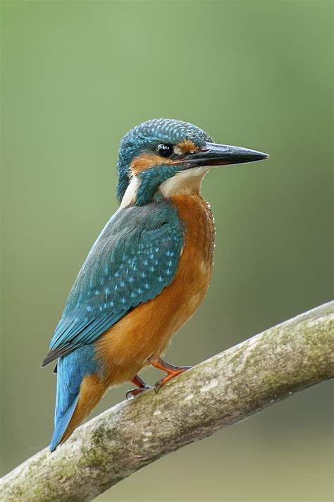 180 Best Birds Kingfisher Images On Pinterest