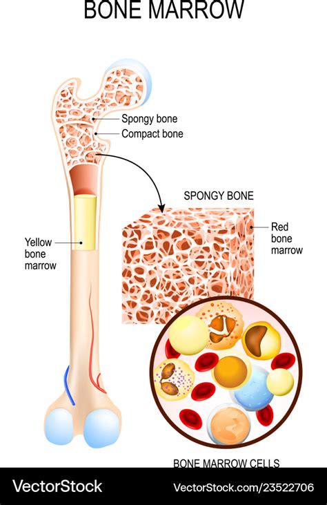 Bone Marrow Yellow Red And Blood Cells Royalty Free Vector
