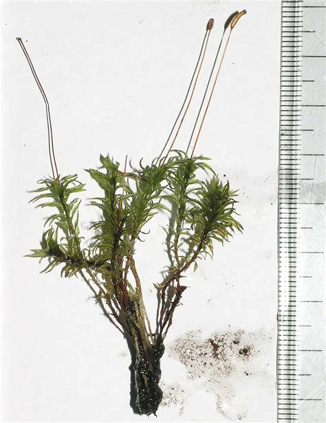 Atrichum Undulatum Polytrichaceae Image 10488 At
