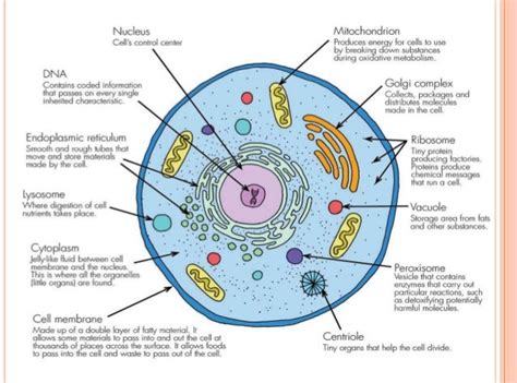 Structure Of Cell Cell Structure And Functions Class 8 Gambaran