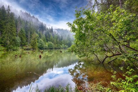 Majestic Summer View Of Mountain Lake Lacul Rosu Or Red Lake Or Killer