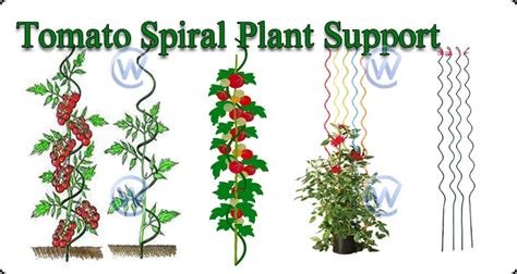 Garden Metal Tomato Spiral Plant Support Stick For Tomato Support Wire